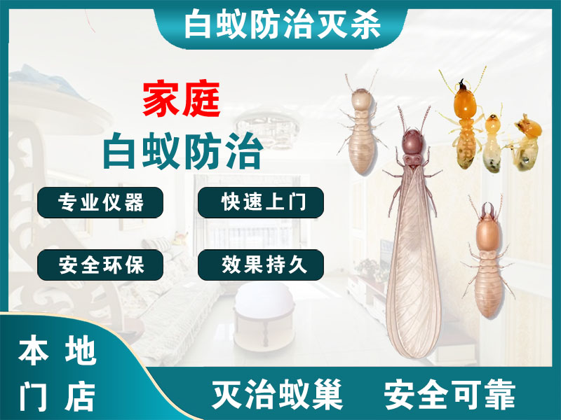 武义县家庭白蚁防治